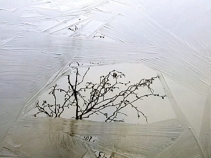 See, Eis, zing, Reflexion, Ast, Bäume, Natur, Abend, Frost, Dämmerung, Spätherbst, Eiszeit, Pfütze, keine Leute, drinnen, High Angle View, Pflanze, weiße Farbe, Baum, Glas - Material, Muster, Tag, die Architektur, Tabelle, Nahansicht, transparent, Kreativität, Fenster, Design, kalte Temperatur, gefroren, Decke, 1080P, CC0, gemeinfrei, lizenzfrei