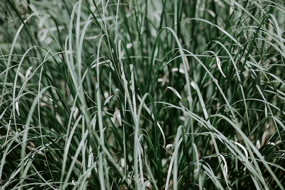 verd, planta de fulla, dia, alt, herba de fulles, herba, textura, natural, naturalesa, bosc, camp, Ginebra, genève, llac, arbre, creixement, planta, terra, color verd, bellesa a la natura, marc complet, fons, cap gent, tranquil·litat, primer pla, a l'aire lliure, agricultura, cultiu, centrar-se en primer pla, frescor, paisatge, fulla d'herba, bambú - planta, 5K