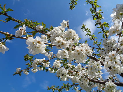 Blume, Kirsche, Kirschzweige, Frühling, Natur, blühende Pflanze, Pflanze, Zerbrechlichkeit, Frische, Schönheit in der Natur, Baum, Verletzlichkeit, Wachstum, blühen, Himmel, Ast, Flachwinkelansicht, Nahansicht, weiße Farbe, Tag, keine Leute, Blütenkopf, Kirschblüte, Kirschbaum, draußen, 5K, CC0, gemeinfrei, lizenzfrei
