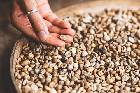 kaffe, bønne, hånd, ring, menneskelig hånd, menneskelig kropsdel, mad og drikke, mad, en person, friskhed, tæt på, selektiv fokusering, stor gruppe af objekter, overflod, nød, senior voksen, høj vinkel visning, voksen, møtrik - mad, indendørs, natur, finger, 4K, CC0, offentligt domæne, royaltyfrie