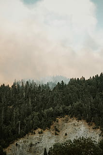 lupta, aerian, vizualizați fotografia, verde, domeniul forestier, pădure, copac, nor, noros, plantă, cer, nor - cer, frumusețe în natură, scenice - natura, liniște, o scenă liniștită, natură, nici o persoana, scenă non-urbană, creştere, teren, mediu inconjurator, zi, Munte, peisaj, în aer liber, 5K, CC0, domeniu public, fără drepturi de autor