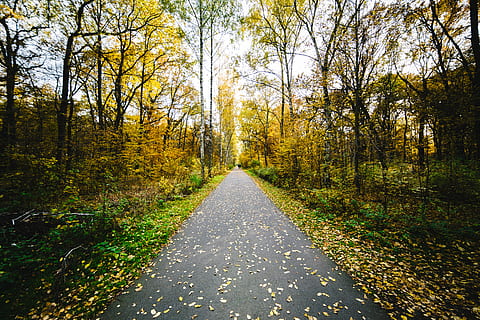 gri, beton, drum, inconjurat, copaci, timpul zilei, cărare, mijloc, verde, cale, copac, pădure, asfalt, toamnă, direcţie, cădea, frunze, natură, jogging, traseu, perspectivă, cosiță, calea de urmat, plantă, Schimbare, frumusețe în natură, liniște, teren, diminuarea perspectivei, creştere, o scenă liniștită, scenă non-urbană, nici o persoana, transport, zi, scenice - natura, în aer liber, 5K, CC0, domeniu public, fără drepturi de autor