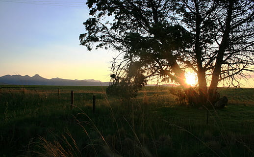 træ, sol, solnedgang, oRB, lys, jord, felter, veld, græs, hegn, himmel, plante, skønhed i naturen, scenics - natur, ro, rolig scene, Mark, landskab, natur, miljø, sollys, vækst, ikke-urbane scene, ingen mennesker, linseflare, udendørs, 4K, CC0, offentligt domæne, royaltyfrie
