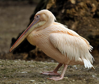 ogród zoologiczny, hellabrunn, Monachium, tematy zwierzęce, jedno zwierzę, zwierzę, ptak, zwierzęta na wolności, kręgowiec, zwierzęca przyroda, dzień, żadnych ludzi, Natura, skupić się na pierwszym planie, pełna długość, dziób, pelikan, zbliżenie, wylądować, biały kolor, na dworze, pole, patrząc, 2K, CC0, domena publiczna, darmowe zdjęcia