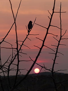 solnedgang, fugl, silhuet, namibia, etosha nationalpark lodge, humør, efterglød, himmel, hvirveldyr, dyre temaer, dyreliv, dyr, dyr i naturen, et dyr, natur, træ, perching, afdeling, bare træ, orange farve, sol, skønhed i naturen, ingen mennesker, udendørs, 4K, CC0, offentligt domæne, royaltyfrie
