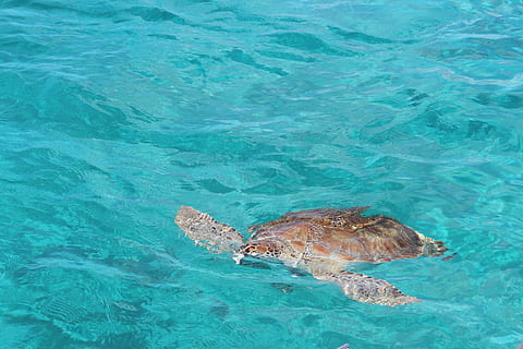 Marrone, tartaruga, acqua, mar, caraibico, animale, temi animali, animali allo stato selvatico, fauna selvatica, mare, un animale, natura, nessuno, nuoto, lungomare, vita marina, subacqueo, vista dall'alto, bellezza nella natura, giorno, increspato, vertebrato, marino, color turchese, all'aperto, piscina, 2K, CC0, dominio pubblico, privo di copyright