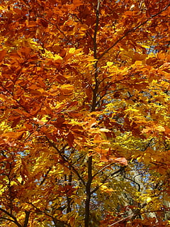 fag, fagus sylvatica, Fagus, Foioase, toamna de aur, aurul octombrie, toamnă, octombrie, pădure, frunze, de aur, luminos, soare, lumina din spate, colorat, culoare, copac, ramură, toamna pădure, toamna frunze, Schimbare, plantă, cadru complet, culoare portocalie, frumusețe în natură, fundaluri, parte a plantelor, nici o persoana, natură, galben, zi, creştere, vedere unghiulară joasă, liniște, în aer liber, a închide, frunză de arțar, starea naturala, toamnă colecție, cădea, copac copac, 2K, CC0, domeniu public, fără drepturi de autor