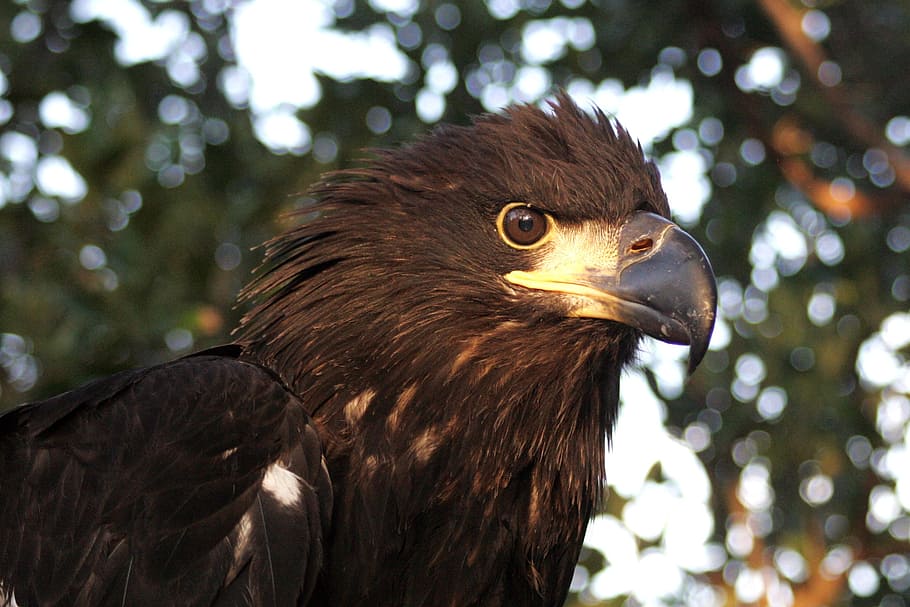 Águila calva, inmaduro, retrato, pico, cabeza, fauna silvestre, naturaleza, posado, pájaro, raptor, mirando, al aire libre, animal, temas de animales, ave de rapiña, vertebrado, un animal, animales en la naturaleza, fauna animal, centrarse en primer plano, águila, águila - pájaro, de cerca, nadie, día, árbol, mirando a otro lado, parte del cuerpo del animal, cabeza de animal, 2K