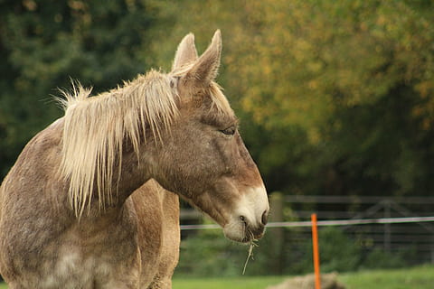mule, draft, draught, comtois, big, silver dapple, dapple, headshot, portrait, head, domestic, animal, mammal, ears, equidae, curious, intelligent, gaze, green, happy, friendly, horse, domestic animals, mane, animal themes, one animal, livestock, focus on foreground, day, animal head, animal wildlife, pets, vertebrate, animal body part, herbivorous, working animal, nature, hair, no people, outdoors, profile view, 5K, CC0, public domain, royalty free