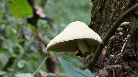 sieni, metsä, puu, puussa, luonto, slovakia, vihannes, kasvi, ruoka, kasvu, lähikuva, runko, puun runko, maa, keskittyä etualalle, myrkkysieni, ei ihmisiä, ruoka ja juoma, valikoiva tarkennus, päivä, kauneus luonnossa, ulkona, Varo myrkyllistä, 5K, CC0, public domain, rojaltivapaa