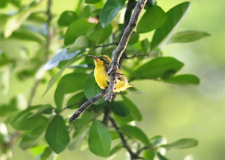 natur, fugl, træ, blad, udendørs, lille, dyreliv, dyr, afdeling, vild, miljø, baby, sunbird, oliven-back, tropisk, naturlig, et dyr, dyre temaer, plante del, dyr i naturen, plante, grøn farve, vækst, perching, skønhed i naturen, tæt på, ingen mennesker, insekt, dag, hvirvelløse, 4K, CC0, offentligt domæne, royaltyfrie