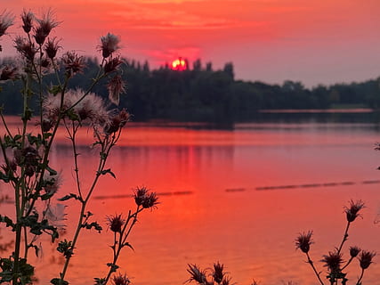 photo de paysage, corps, eau, le coucher du soleil, chardon, Lac, ciel, rouge, forêt, soir, banque, plante, arbre, beauté dans la nature, tranquillité, paysages - nature, scène tranquille, réflexion, la nature, couleur orange, silhouette, personne, croissance, idyllique, en plein air, scène non urbaine, ciel romantique, 2K, CC0, domaine public, libre de droits