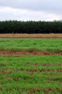 luncă, pădure, cer, strat, linii, drept, leasă, iarbă, camp, copac, peisaj, noros, plafon de nori, nori, toamnă, natură, Polonia, plantă, mediu inconjurator, teren, liniște, o scenă liniștită, creştere, scenice - natura, nici o persoana, frumusețe în natură, Culoarea verde, nor - cer, zi, agricultură, rural, în aer liber, 2K, CC0, domeniu public, fără drepturi de autor