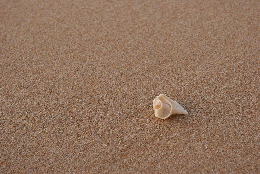 platja, cargol, sorra, estiu, costa, mar, naturalesa, closca d’animals, vacances, fons, línia de costa, terra, cap gent, animal, temes d'animals, fauna animal, un animal, dia, vista d’angle alt, shell, animals a la natura, primer pla, textura, natura morta, vertebrats, marró, a l'aire lliure, marí, 1080P
