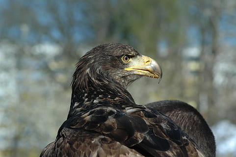 aquila 3, raptor, osservando, animale, fauna selvatica, animali allo stato selvatico, temi animali, uccello rapace, uccello, un animale, vertebrato, concentrarsi sulle conoscenze acquisite, avvicinamento, aquila, aquila - uccello, parte del corpo animale, giorno, nessuno, natura, becco, all'aperto, analizzare, cercare, guardare, testa di animale, vista profilo, occhio animale, 1080P, CC0, dominio pubblico, privo di copyright