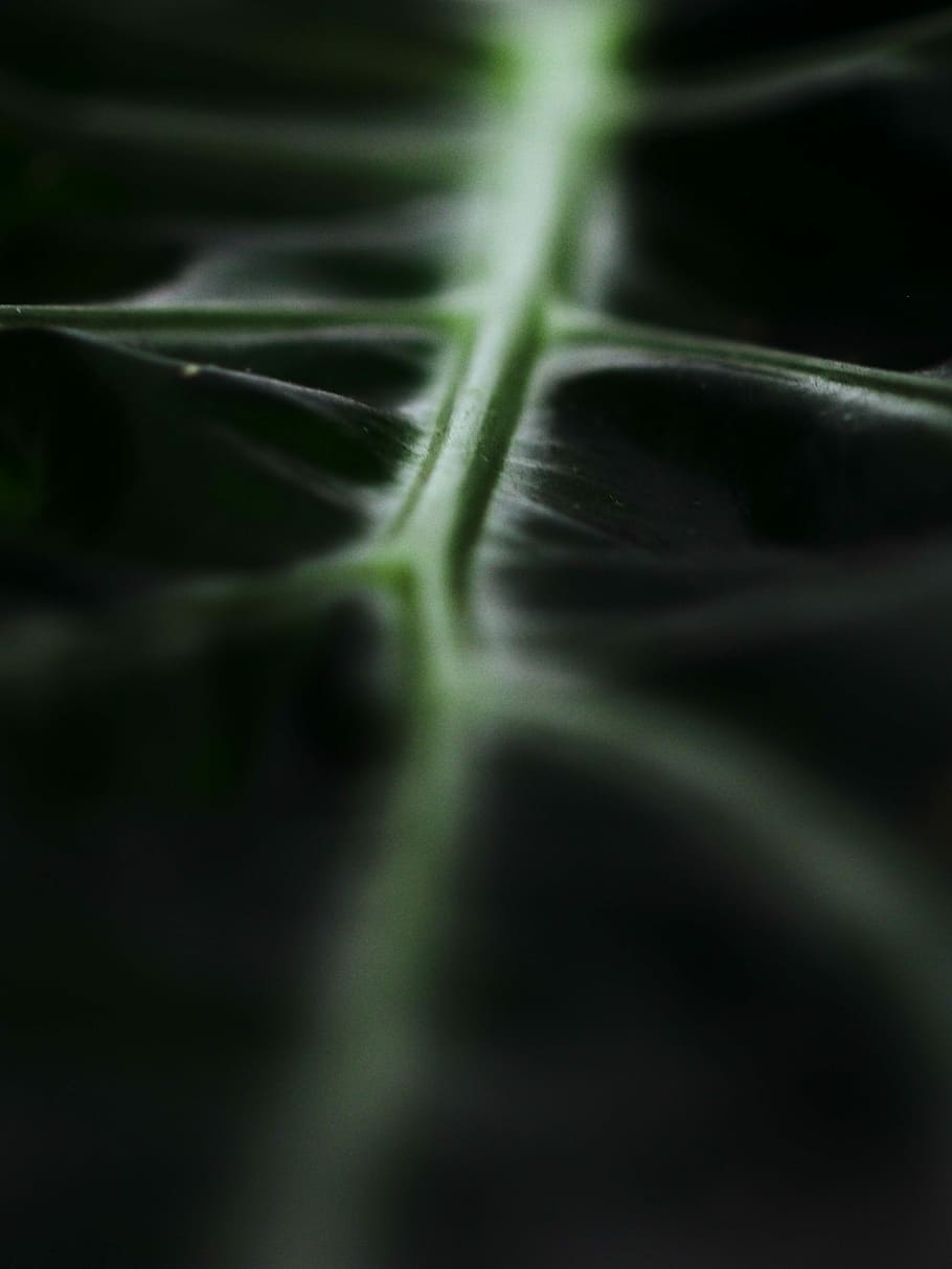 makrofotografering, grøn, blad, nærbillede fotografering, tæt på, sort baggrund, makro, struktur, ingen mennesker, baggrunde, plante del, fuld ramme, selektiv fokusering, mad, grøn farve, plante, friskhed, mad og drikke, natur, ekstrem nærbillede, abstrakt, studio skud, skønhed i naturen, vækst, sund kost, velvære, abstrakte baggrunde, naturlig tilstand, 4K