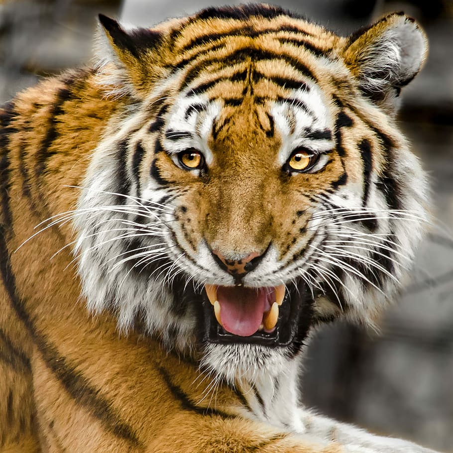 wild, Lebensphotographie, brüllend, Tiger, Tigerkopf, Raubtier, Katze, Streifen, wunderschönen, Tierwelt, Fleischfresser, große Katze, Porträt, Sibirischer Tiger, gefährdet, Tierthemen, ein Tier, Tier, Säugetier, Tiere in freier Wildbahn, katzenartig, Tierkörperteil, Kamera betrachten, Nahansicht, Tierkopf, Fokus auf den Vordergrund, wütend, gestreift, Mund, keine Leute, Tierzähne, Mund offen, Aggression, draußen, Whisker, knurrend, Zoo, Tiermund, 1080P