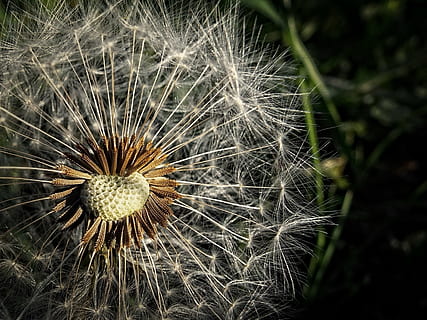 dent de lleó, prat, macro, fluff, paracaigudes, la crema de la medicina, llavors, flor, planta, fragilitat, vulnerabilitat, planta amb flors, primer pla, inflorescència, frescor, bellesa a la natura, creixement, cap de flor, naturalesa, suavitat, cap gent, llavor de dent de lleó, dia, llavor, centrar-se en primer pla, a l'aire lliure, pol·len, Planta esvaïda, 2K, CC0, domini públic, lliure de regalies
