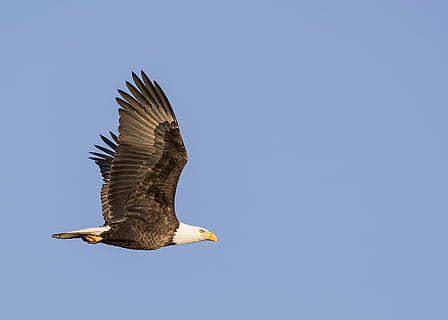 foto, Calvo, aquila, volante, cielo, nero, bianca, medio, aria, uccello, Ali, animali allo stato selvatico, animale, fauna selvatica, uccello rapace, temi animali, un animale, vertebrato, aquila calva, aquila - uccello, copia spazio, cielo sereno, blu, natura, Inquadratura dal basso, parte del corpo animale, nessuno, la libertà, all'aperto, ala animale, indipendenza, 2K, CC0, dominio pubblico, privo di copyright