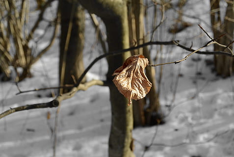 feuille, hiver, neige, forêt, la nature, feuilles, solitaire, l'automne, branche, température froide, Météo, personne, plante, arbre, sec, se concentrer sur le premier plan, congelé, fermer, partie de la plante, journée, beauté dans la nature, la glace, en plein air, fragilité, plante morte, plante fanée, changement, séché, 2K, CC0, domaine public, libre de droits