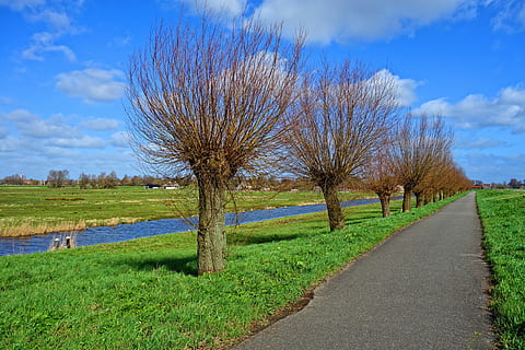 hnědý, holý, stromové fotografie, strom, pollards, vrba, pollarded vrba, silnice, tráva, polder, krajina, holandský, Nizozemí, venku, venkov, perspektivní, rostlina, nebe, mrak - nebe, klid, klidné scény, krása v přírodě, Příroda, scenics - příroda, pole, nikdo, zelená barva, přistát, růst, životní prostředí, den, holý strom, cesta vpřed, treelined, 5K, CC0, veřejná doména, bez autorských práv