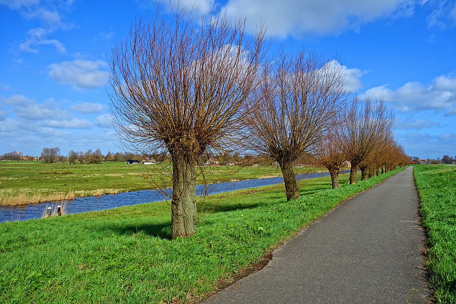 marró, nua, fotografia d'arbre, arbre, pollards, salze, salze de pollastre, carretera, herba, polder, paisatge, holandès, Països Baixos, a l'aire lliure, camp, perspectiva, planta, cel, núvol - cel, tranquil·litat, escena tranquil·la, bellesa a la natura, naturalesa, escenics - natura, cap gent, color verd, terra, creixement, medi ambient, dia, arbre nu, el camí a seguir, treelined, 5K
