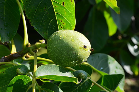 Nussbaum, Grün, Nuss, Obst, Walnussbaum, Reifung, Blatt, Pflanzenteil, grüne Farbe, gesundes Essen, Lebensmittel, Essen und Trinken, Pflanze, Wachstum, Nahansicht, Frische, Natur, Baum, Wohlbefinden, keine Leute, Fokus auf den Vordergrund, Tag, draußen, Obstbaum, Schönheit in der Natur, reif, 4K, CC0, gemeinfrei, lizenzfrei