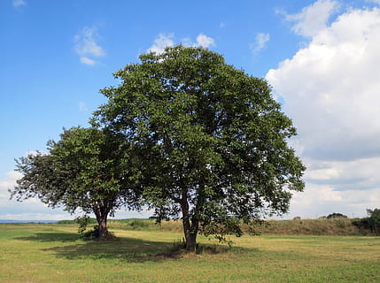 walnoot boom, gewone walnoot, okkernoot, boom, Engelse walnoot, Perzische walnoot, juglans, regia, juglans regia, zomer, landschap, natuur, wolk - lucht, gras, geen mensen, hemel, fabriek, kalmte, schoonheid in de natuur, land-, veld-, milieu, rustige scène, groei, dag, scenics - natuur, groene kleur, niet-stedelijke scène, buitenshuis, 2K, CC0, publiek domein, royaltyvrij