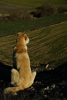 pensando, soledad, Paz, animal, natureza, mamífero, um animal, temas animais, doméstico, vertebrado, animais domésticos, terra, campo, pets, sentado, ninguém, canino, meio Ambiente, panorama, cão, dia, grama, plantar, ao ar livre, 4K, CC0, domínio público, royalty free