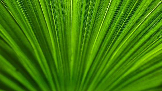 palm, leaf, structure, green, texture, plant part, green color, palm leaf, tropical climate, palm tree, plant, beauty in nature, frond, close-up, no people, growth, natural pattern, backgrounds, nature, tree, botany, freshness, environment, full frame, biology, fern, development, outdoors, abstract, complexity, abstract backgrounds, rainforest, 2K, CC0, public domain, royalty free