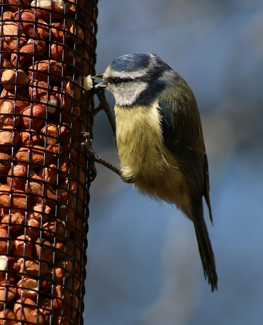 bluetit, tit, ocell, naturalesa, vida salvatge, un animal, fauna animal, animals a la natura, temes d'animals, cap gent, animal, vertebrats, centrar-se en primer pla, dia, alimentador d'ocells, primer pla, posat, vista d’angle baix, a l'aire lliure, menjar, cel, menjar i beguda, nou, 2K