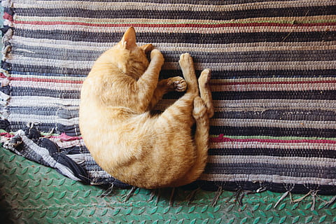 gatto arancione che dorme, foto, arancia, soriano, gatto, addormentato, intrecciata, stuoia, gatto addormentato, napping, gattino, dormire, tappeto, sul pavimento, tranquillo, calmo, rilassato, banda, sbadiglio, stanco, posa, temi animali, animali domestici, mammifero, domestico, un animale, animale, vertebrato, canino, cane, rilassamento, gatto domestico, in casa, nessuno, vista dall'alto, tessile, felino, Marrone, carina, piccolo, gatto rosso, 5K, CC0, dominio pubblico, privo di copyright