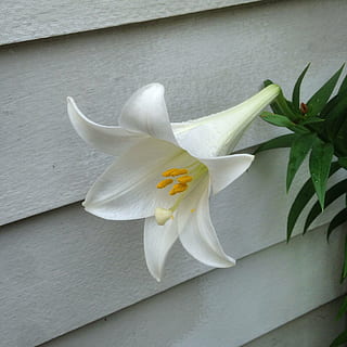bunga bakung, lily paskah, bunga, serbuk sari, Paskah, berkembang, musim semi, putih, menanam, alam, flora, mekar, musiman, halus, lilium longiflorum, terompet putih, bunga musim semi, berbunga, tanaman berbunga, daun bunga, kesegaran, kerapuhan, kerentanan, kepala bunga, merapatkan, warna putih, hal berkembang, pertumbuhan, keindahan di alam, tidak ada orang, daun, di luar rumah, bagian tanaman, 1080P, CC0, domain publik, bebas royalti