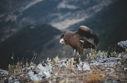 Marrone, uccello, in piedi, terra, montagna, giorno, pietra, preda, aquila, avvoltoio, piume, selvaggio, roccia, pianta, erba, scogliera, Spagna, natura, animale, temi animali, animali allo stato selvatico, fauna selvatica, un animale, vertebrato, uccello rapace, nessuno, ali spiegate, volante, roccia - oggetto, solido, all'aperto, messa a fuoco selettiva, lunghezza intera, 4K, CC0, dominio pubblico, privo di copyright