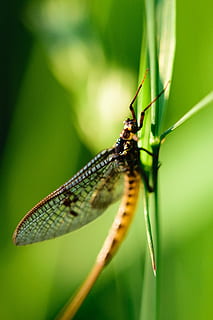 böcek, yusufçuk, makro, sinek, doğa, yeşil, damselfly, kanatlar, hayvan, kanat, Yaprak, kapatmak, yaban hayatı, haşarat, yaz, Ejderha, kırmızı, çimen, fauna, kafa, Sarı, mavi, doğal, renk, kapat, taze, bitki, Çiçek açmak, renkli, parlak, Desen, sezon, dizayn, doku, dekorasyon, mevsimlik, ışık, bir hayvan, yeşil renk, hayvan temaları, hayvan yaban hayatı, vahşi hayvanlar, omurgasız, ön plana odaklanmak, gün, hayvan kanadı, insansız, bitki bölümü, zooloji, seçici odak, doğada güzellik, açık havada, çim bıçağı, 5K, CC0, kamu malı, telif ücretsiz