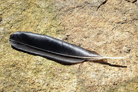 Feder, schwarz, glasiert umfasst, High Angle View, keine Leute, Tag, Weichheit, Natur, Nahansicht, direkt darüber, schwarze Farbe, Stillleben, draußen, Sonnenlicht, Land, Tier, Schuh, einzelnes Objekt, grau, Fisch, texturiert, Kompatibilität, 2K, CC0, gemeinfrei, lizenzfrei