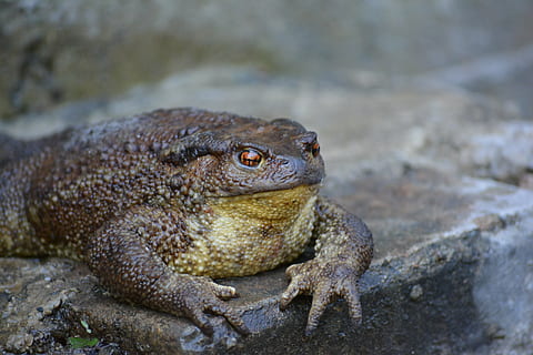 granota, primavera, joia, aigua, dormir, temes d'animals, animal, fauna animal, animals a la natura, un animal, rèptil, cap gent, vertebrats, naturalesa, sòlid, rock - object, dia, primer pla, rock, centrar-se en primer pla, a l'aire lliure, retrat, llangardaix, cap d’animals, iguana, vista del perfil, marí, 5K, CC0, domini públic, lliure de regalies