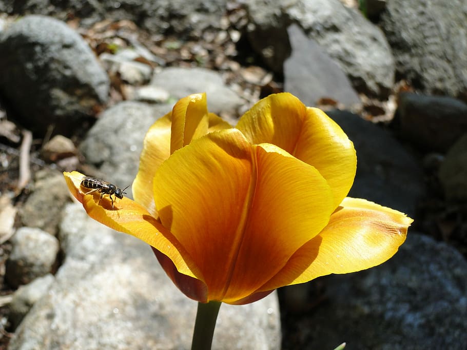 tulipano, primavera, fiore, lampadina, oro, giallo, giardino, fiorire, fioritura, petali, in crescita, flora, petalo, natura, testa di fiore, bellezza nella natura, fragilità, pianta fiorita, vulnerabilità, solido, pianta, infiorescenza, avvicinamento, roccia, roccia - oggetto, concentrarsi sulle conoscenze acquisite, freschezza, crescita, giorno, nessuno, all'aperto, 2K