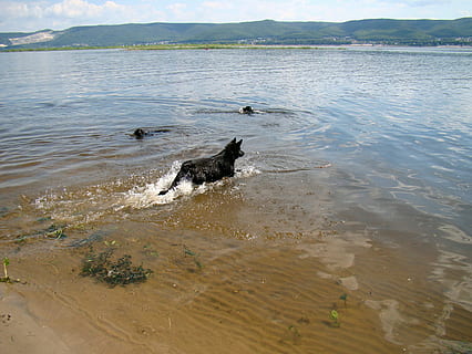 cani, galleggiante, fiume, estate, sole, volga, samara, Russia, canino, cane, animale, acqua, animali domestici, domestico, temi animali, un animale, mammifero, vertebrato, giorno, movimento, nessuno, lago, in esecuzione, natura, spiaggia, all'aperto, 2K, CC0, dominio pubblico, privo di copyright