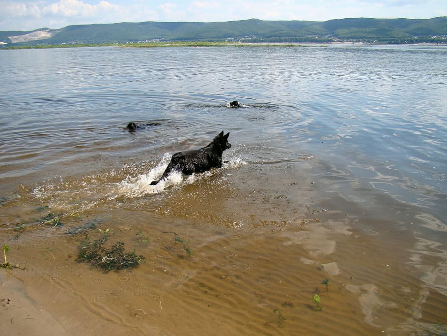 gossos, flotar, riu, estiu, sol, volga, samara, Rússia, caní, gos, animal, aigua, mascotes, nacional, temes d'animals, animals domèstics, un animal, mamífer, vertebrats, dia, moviment, cap gent, llac, corrent, naturalesa, platja, a l'aire lliure, 2K