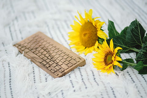 resting, blanket, summer, white, tech, keyboard, technology, time, holidays, vacations, wooden keyboard, oree keyboard, outdoor, lifestyle, white blanket, outside, sunny, light, yellow, flower, nature, wood - Material, sunflower, no people, close-up, freshness, fragility, flowering plant, plant, flower head, beauty in nature, inflorescence, focus on foreground, indoors, vulnerability, arrangement, high angle view, table, flower arrangement, 4K, CC0, public domain, royalty free