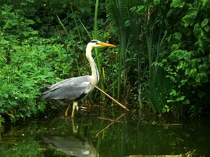 Reiher, Vogel, östlichen, Rechnung, Graureiher, Feder, Kreatur, Tierwelt, schließen, Fauna, Fischesser, Dieb, gartenteich leer fresser, Tierthemen, Wirbeltier, Wasser, Tier, Tiere in freier Wildbahn, ein Tier, See, Pflanze, Reflexion, Natur, Wasservogel, Wachstum, grüne Farbe, Ufergegend, Tag, keine Leute, draußen, 2K, CC0, gemeinfrei, lizenzfrei