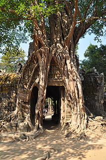 angkor, hindoeïsme, gezichten, tempelcomplex, geschiedenis, beeldhouwwerk, historisch, tempel, khmer, Azië, Cambodja, UNESCO Wereld Erfgoed, boom, fabriek, natuur, architectuur, dag, groei, incidentele mensen, boomstam, ingebouwde structuur, romp, land-, reizen, reisbestemmingen, toerisme, het verleden, zonlicht, buitenshuis, gebedsruimte, schoonheid in de natuur, 4K, CC0, publiek domein, royaltyvrij
