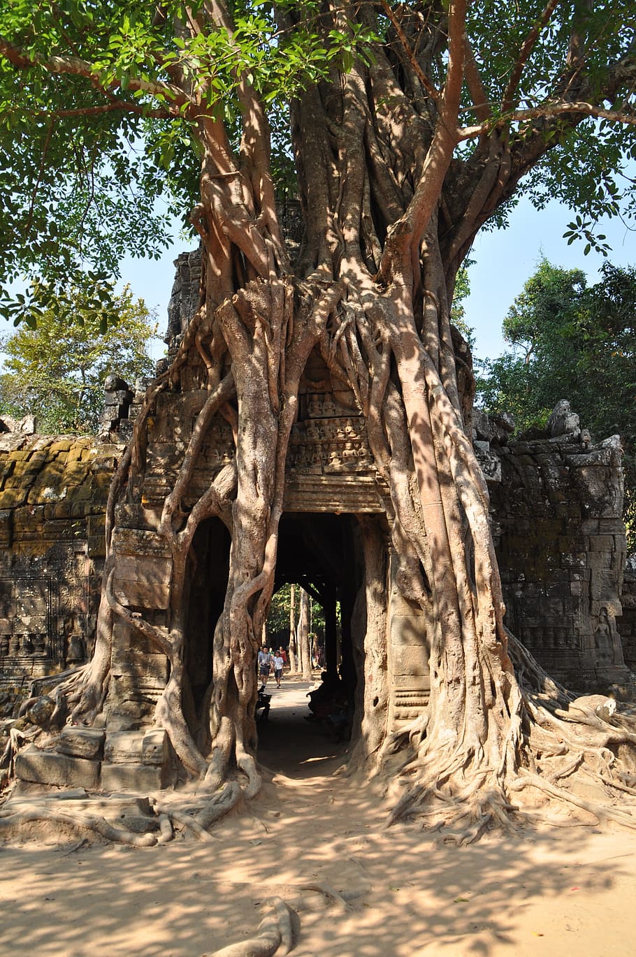 angkor, hinduism, fețe, complex templu, istorie, sculptură, istoricește, templu, khmeră, Asia, Cambogia, patrimoniul mondial UNESCO, copac, plantă, natură, arhitectură, zi, creştere, oameni apropiați, trunchi de copac, construită, trompă, teren, călătorie, destinații de călătorie, turism, trecutul, lumina soarelui, în aer liber, lăcaș de cult, frumusețe în natură, 4K