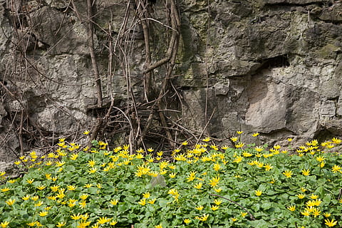 flors, paret, primavera, pedra, estiu, flor groga, jardí, flor, groc, naturalesa, planta, dia, a l'aire lliure, planta amb flors, creixement, bellesa a la natura, frescor, fragilitat, cap gent, vulnerabilitat, terra, primer pla, tranquil·litat, color verd, rock, part de la planta, full, cap de flor, 4K, CC0, domini públic, lliure de regalies