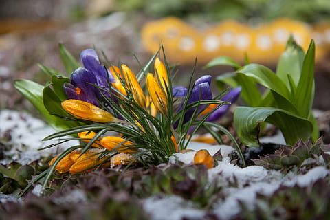 flowers, crocuses, spring, snow, the first flowers, greens, purple, blue, yellow, green, nature, plants, grass, handsomely, tranquility, flowering plant, flower, plant, fragility, growth, vulnerability, beauty in nature, freshness, petal, close-up, flower head, selective focus, inflorescence, no people, plant part, leaf, day, crocus, outdoors, springtime, iris, flowerbed, 2K, CC0, public domain, royalty free