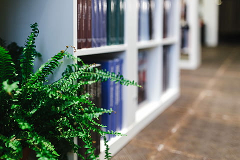 visit, bookstore, books, bookshop, knowledge, no People, christmas, choice, shelf, green color, variation, retail, indoors, plant, selective focus, growth, potted plant, day, nature, in a row, close-up, focus on foreground, leaf, architecture, freshness, wood - material, publication, plant part, houseplant, apartment, 5K, CC0, public domain, royalty free