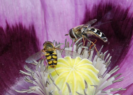 hover fly, insectă, a închide, hoverfly, polen, aripi, floare, natură, albină, macro, animal, planta cu flori, nevertebrat, animale tematice, animale sălbatice, un animal, animale în sălbăticie, frumusețe în natură, plantă, cap de floare, petală, fragilitate, vulnerabilitate, inflorescenţă, Violet, nici o persoana, polenizare, în aer liber, animal aripă, 2K, CC0, domeniu public, fără drepturi de autor
