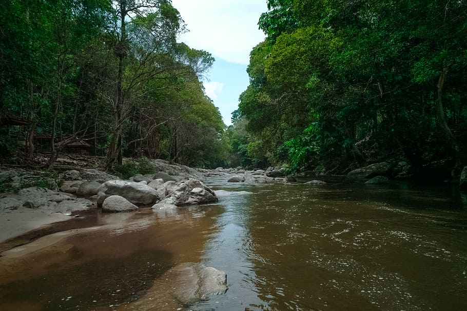 paesaggio, natura, acqua, rocce, aria, luce del giorno, ambiente, flusso, foresta, le foglie, all'aperto, fiume, panoramico, pietre, ruscello, alberi, bagnato, boschi, albero, pianta, bellezza nella natura, scenics - natura, la tranquillità, terra, crescita, giorno, scena tranquilla, cielo, scena non urbana, roccia, nessuno, lungomare, acqua corrente, fluente, superficiale, foresta pluviale, 5K