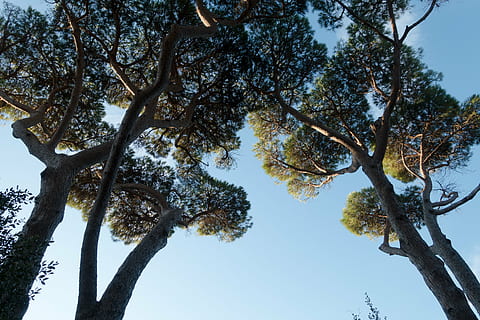 pi, bosc, cel, blau, tir en angle baix, arbre, maremma, Itàlia, planta, branca, vista d’angle baix, creixement, bellesa a la natura, naturalesa, tranquil·litat, cel clar, tronc, dia, cap gent, tronc de l'arbre, a l'aire lliure, llum solar, escena tranquil·la, assolellat, tardor, copa de l'arbre, 5K, CC0, domini públic, lliure de regalies